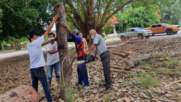 #ตัดต้นไม้บริเวณวัดสามัคคี Image 1