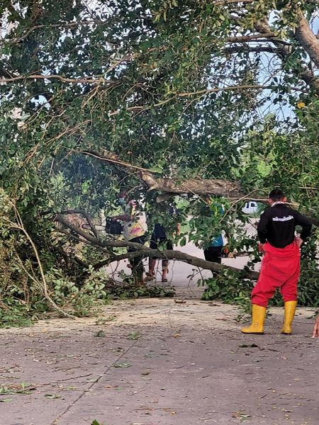 เทศบาลนครสุราษฎร์ธานี ลงพื้นที่ตัดต้นไม้ใหญ่ทางเข้าซอยสันติส ... Image 1