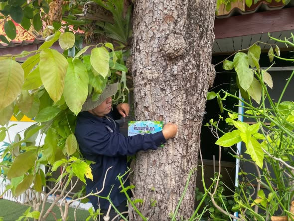 สำรวจและขึ้นทะเบียนต้นไม้ ภายใต้โครงการ "ลดโลกร้อนกับนครสุรา ... รูปภาพ 1
