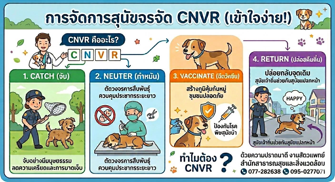 ประชาสัมพันธ์การจัดการสุนัขจรจัดในเขตเทศบาลนครสุราษฎร์ธานี ด ... รูปภาพ 1