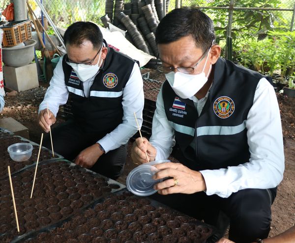 ทน.สฎ.แจกต้นพืชสมุนไพร ฟ้าทะลายโจร จำนวน ๓,๐๐๐ ต้น รูปภาพ 1