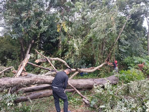 เทศบาลลงพื้นที่ดำเนินการตัดต้นไม้โค่นล้ม เหตุจากฝนตกลมแรง รูปภาพ 1