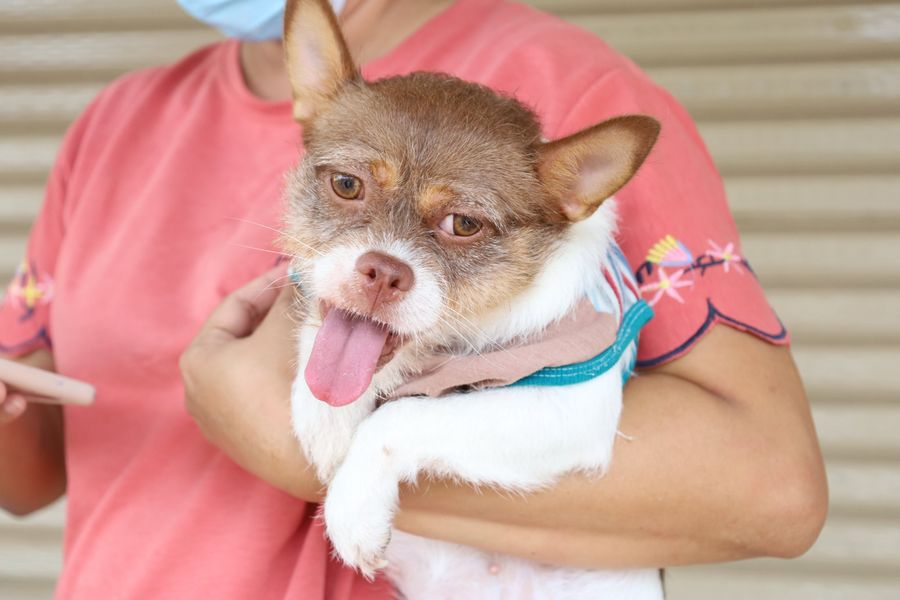 "สัตว์ปลอดโรค คนปลอดภัยจากโรคพิษสุนัขบ้า" Image 1