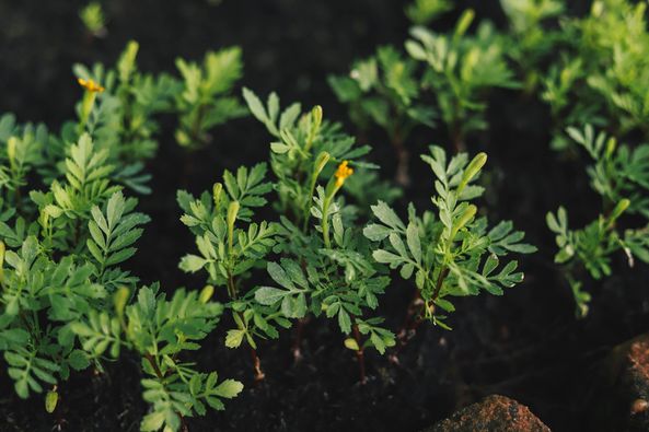 เทศบาลนครสุราษฎร์ธานี ฝ่ายส่งเสริมการเกษตร สำนักช่าง เทศบาลน ... Image 1