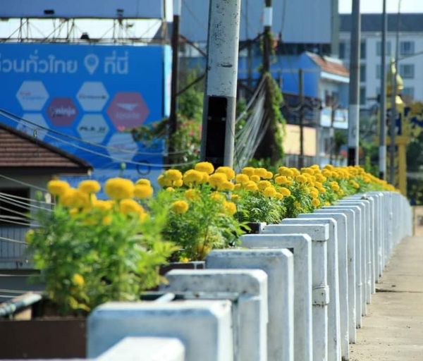 ระดับเมืองสุราษฎร์ธานีเพิ่มสีสันต้อนรับปีใหม่ Image 1