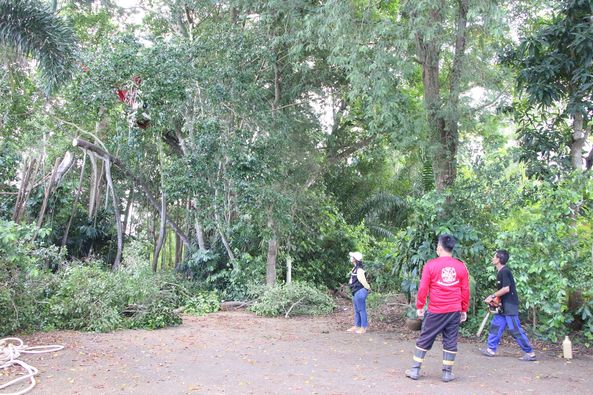 ตัดต้นไม้หมู่บ้านเอกธานี Image 1