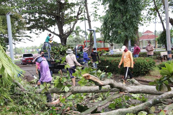 ตัดต้นไม้บริเวณสวนศรีตาปี Image 1