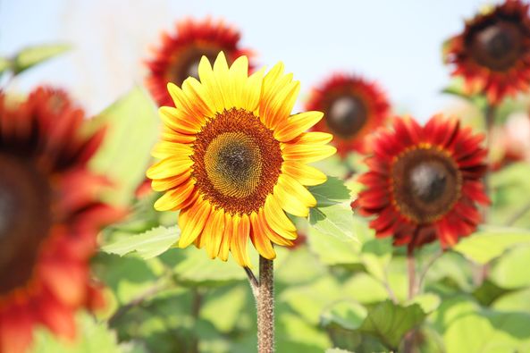 ทานตะวันบานแฉ่ง Image 1