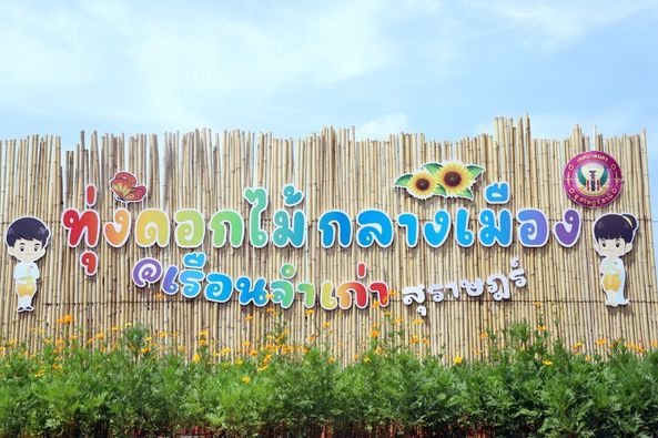 ทุ่งดอกคอสมอส @เรือนจำเก่าสุราษฎร์ บานแล้วน้าาา รูปภาพ 1