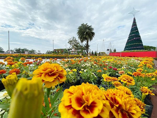 เตรียมพบกับดอกไม้งามหลากสีสันในสวนเรืองแสงเร็วๆนี้!!! Image 1