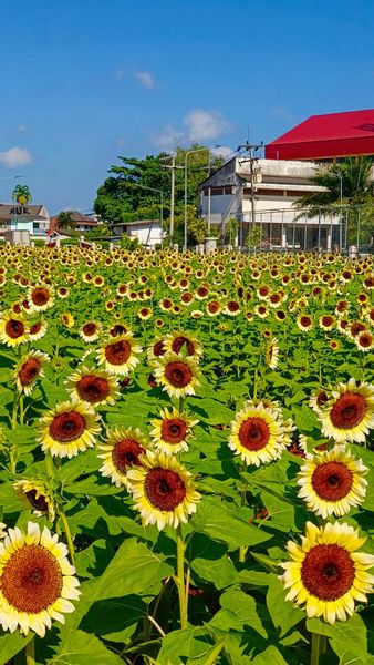 บานแล้วจ้า ทานตะวันบานแล้ว มา...มา...มา ไปถ่ายรูปดอกทานตะวัน ... Image 1