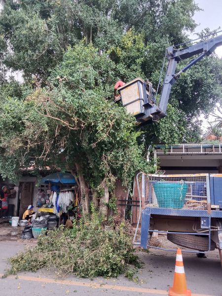 เทศบาลนครสุราษฎร์ธานี โดยสำนักช่าง ดำเนินงานด้านต่างๆ เพื่อค ... รูปภาพ 1