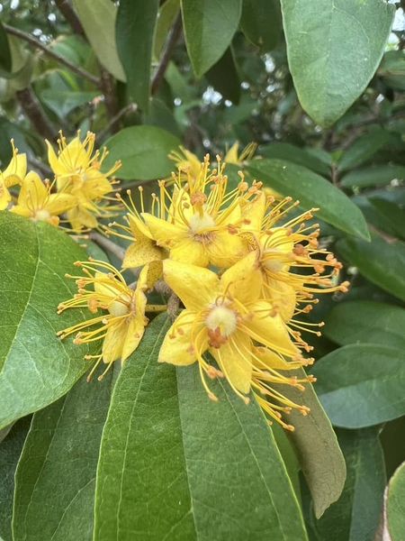 ดอกรวงผึ้งทยอยบานสะพรั่งแล้วจ้าาาาาา ที่สวนสาธารณะบึงขุนทะเล รูปภาพ 1