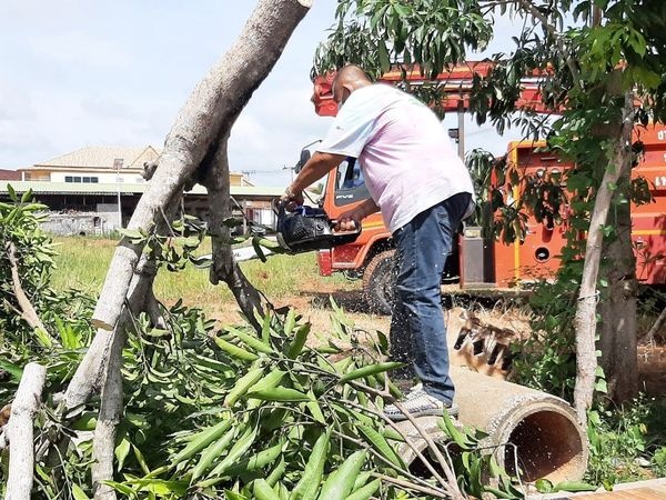 เทศบาลนครสุราษฎร์ธานี ลงพื้นที่ตัดต้นไม้ใหญ่ ณ ตลาดล่างซอย ๒ ... Image 1
