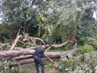 เทศบาลลงพื้นที่ดำเนินการตัดต้นไม้โค่นล้ม เหตุจากฝนตกลมแรง Image 1