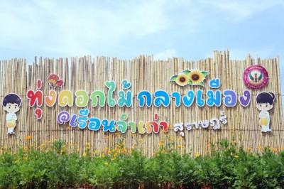 ทุ่งดอกคอสมอส @เรือนจำเก่าสุราษฎร์ บานแล้วน้าาา Image 1